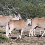 6 Manada de alces. ©Rock Wallaby Productions 6 Manada de alces. ©Rock Wallaby Productions