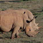 7 Rrinoceronte blanco. ©Rock Wallaby Productions 7 Rrinoceronte blanco. ©Rock Wallaby Productions