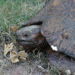 7 Tortuga gigante. ©Rock Wallaby Productions 7 Tortuga gigante. ©Rock Wallaby Productions