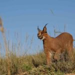 8 Caracal observando. ©Rock Wallaby Productions 8 Caracal observando. ©Rock Wallaby Productions
