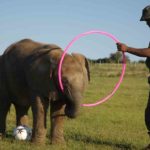 9 Themba jugando. ©Rock Wallaby Productions 9 Themba jugando. ©Rock Wallaby Productions