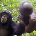 Chimpancé joven apuntando a la lente. ©John Downer Productions