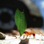 Hormiga llevando una hoja, imagen compuesta. ©BBC 2014