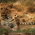 Leopardo descansando