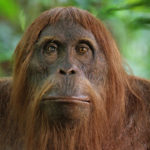 Orangután espía de cerca en el bosque, Borneo. ©John Downer Productions