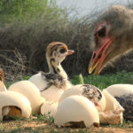 Pollo de avestruz espía en el nido con otros pollitos recién nacidos, hembra adulta inspeccionando el nido. ©John Downer Productions