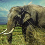 Elefante-sentidos-extraordinarios. ©Pixabay