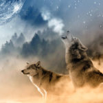 Lobos-aullando-sentidos-extraordinarios. ©Pixabay