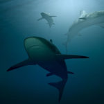Tiburones-sentidos-extraordinarios. ©Pixabay