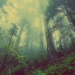Bosque con niebla. ©Pixabay