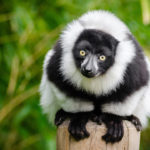 Lemur Madagascar. ©Pixabay
