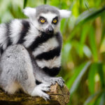 Lemur en selva. ©Pixabay