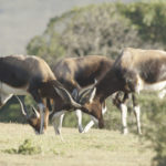 Bontebok-macho-en-la-reserva-Natural-de-De-Hoop.-©Homebrew-Films