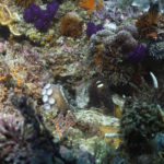 Corales-en-el-área-marina-protegida-de-De-Hoop.-©Homebrew-Films