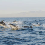 Delfines,-False-Bay,-Sudáfrica.-©Homebrew-Films