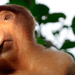 Monos-probóscide---Borneo