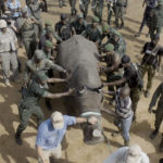 Rinoceronte-blanco-durante-los-preparativos-para-el-proceso-de-reubicación-con-la-ayuda-del-equipo-militar-local-de-Costa-de-Marfil.-©Homebrew-Films