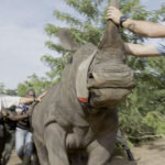 Rinoceronte-blanco-preparándose-para-el-proceso-de-reubicación,-pueblo-de-Diamalabo,-Costa-de-Marfil.-©Homebrew-Films