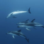 Toma-subacuática-de-delfines,-Sudáfrica.-©Homebrew-Films