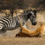 Zebra y león en acción