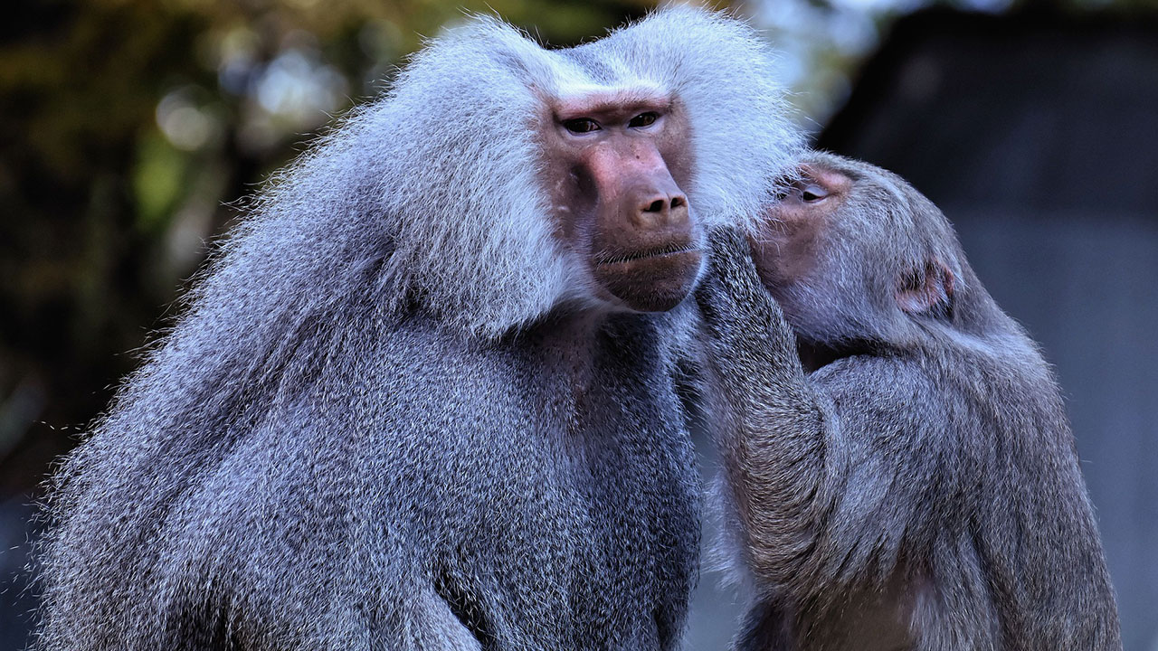 10 hechos curiosos sobre los babuinos
