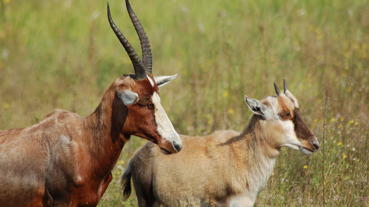 Blesboks