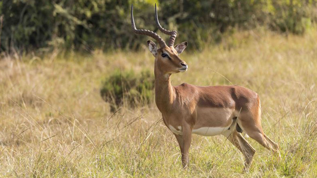 Impalas