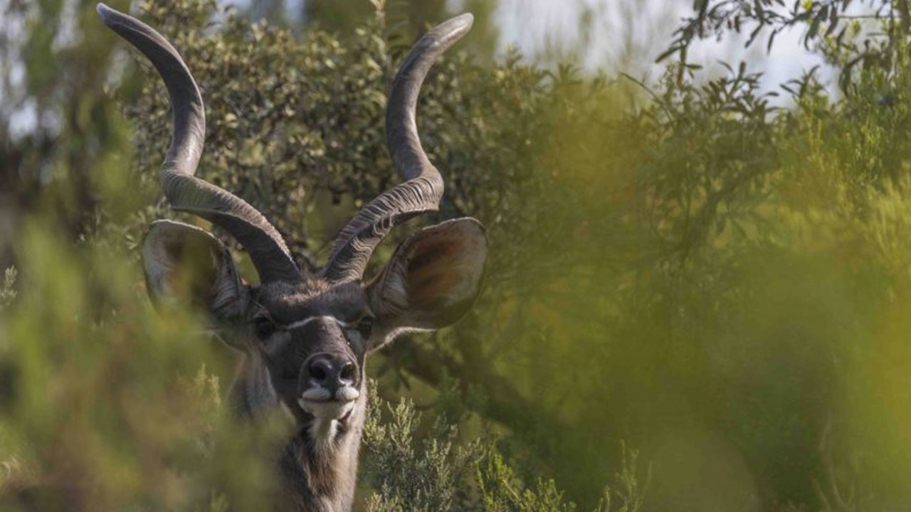 Kudus