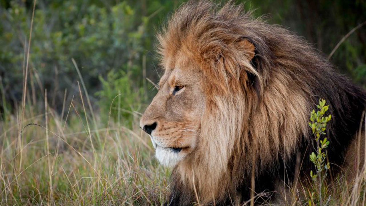 Leones
