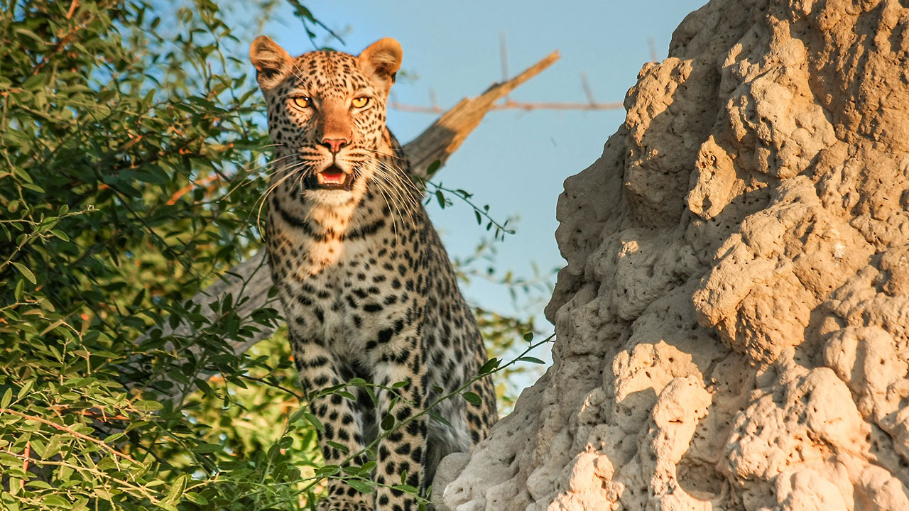 Leopardos