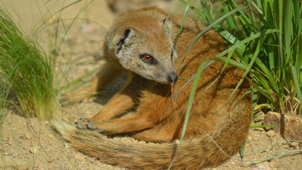 Mangostas amarillas HITN TV