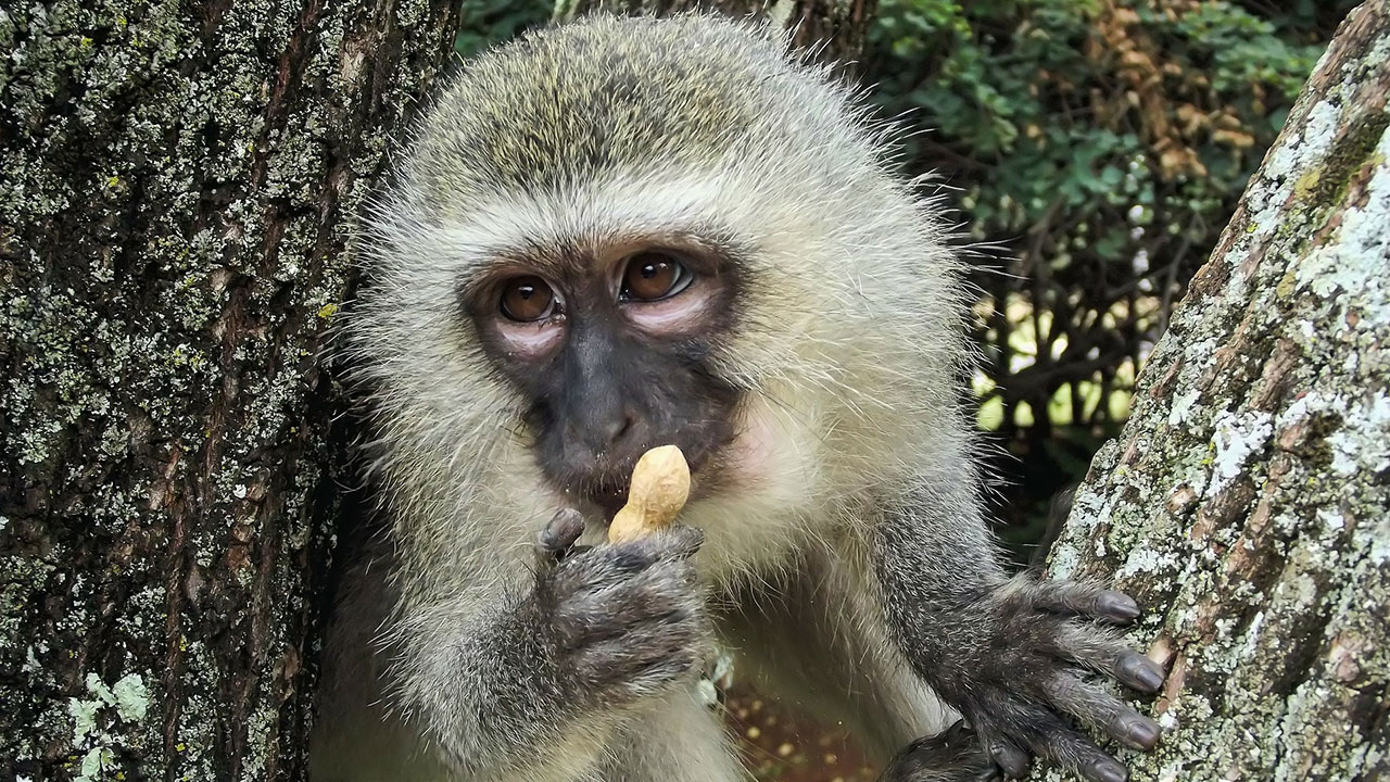 Monos Vervet