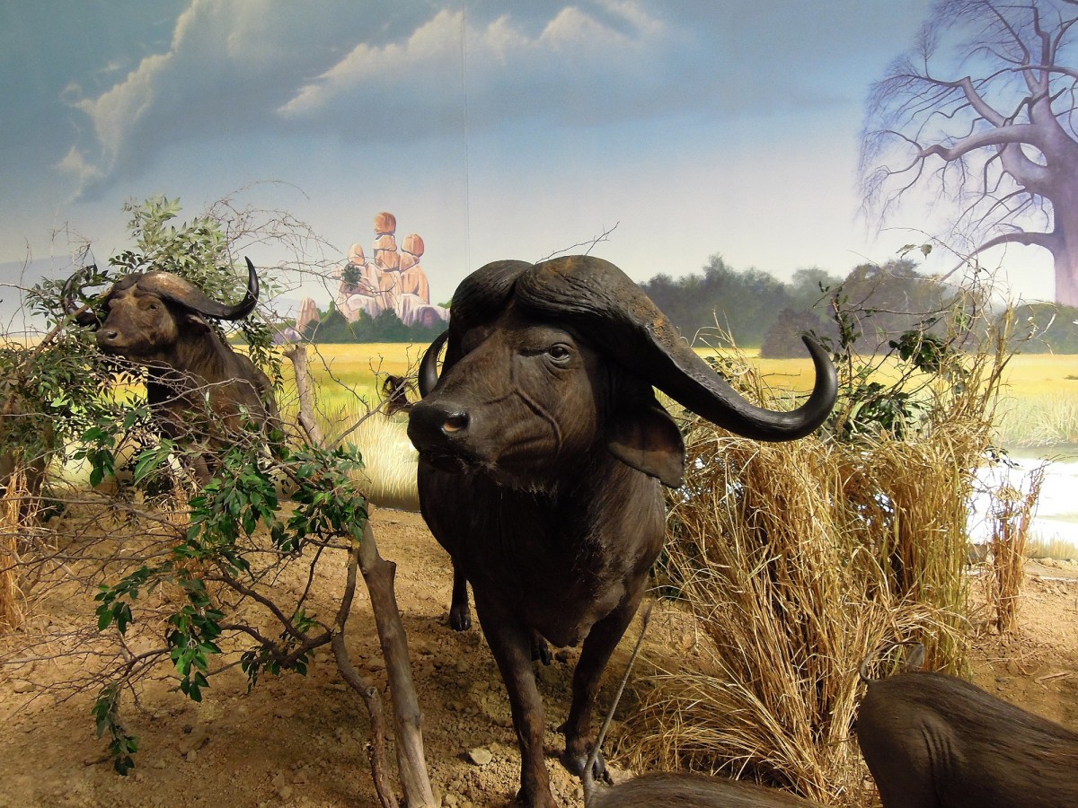 10 hechos curiosos sobre Búfalos