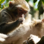 Macacos, Yunnan, China