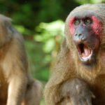 Macacos de cola de tocón, Myanmar