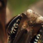 Mantis de hoja muerta. ©Oliver Page