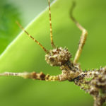 Mossy Stick Insect. ©Oliver Page