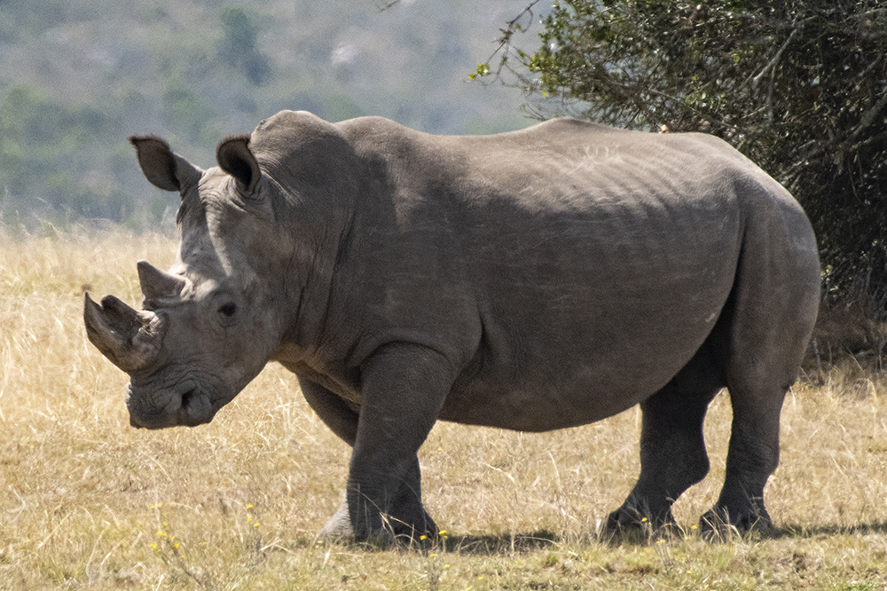 Mundo Salvaje - Rinoceronte