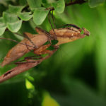 Par de apareamiento de mantis de hoja muerta. ©Oliver Page