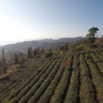 Plantación de te en Yunnan