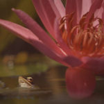 Rana de orejas rojas con flor.©Backwards Roll Productions Ltd