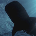 Close up tiburón ballena desde abajo