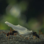 Hormigas cortadoras de hojas-Vida Nocturna