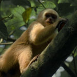 Capuchino de garganta blanca trepando árbol
