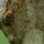 Close up geco de cola de hoja