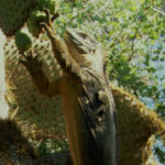 Iguana terrestre de perfil
