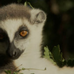 Lemur de frente