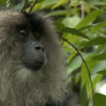 Macaco cola de león de perfil