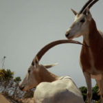 Oryx árabe