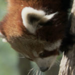 Panda rojo moviéndose por el tronco del árbol